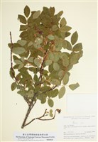 藏品(薔薇屬)的圖片